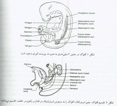 اوروژنيكولوژي چيست؟